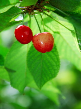 紅櫻桃