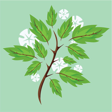 春天開花的樹枝