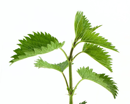 綠色的蕁麻
