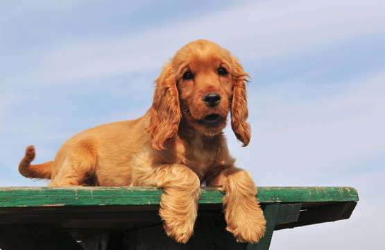 小狗可卡犬