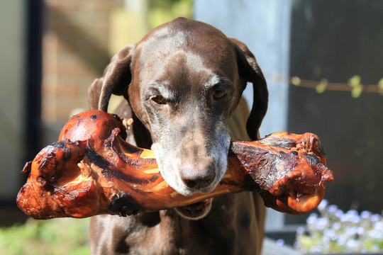 德國短毛指示犬和大骨