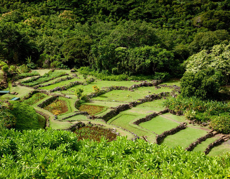 考艾梯田農(nóng)業(yè)