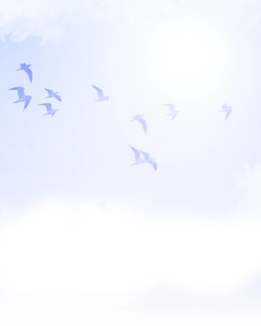 鳥