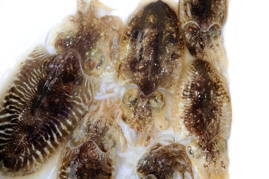 Mediterranean魷魚(yú)墨魚(yú)生