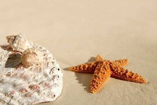加勒比海沙灘沙；貝殼和海星