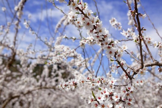 杏樹花田粉紅白花