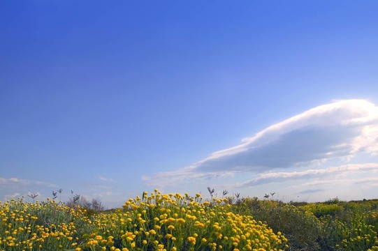 菊科；Helichrysum穗花黃花藍(lán)天下；自然