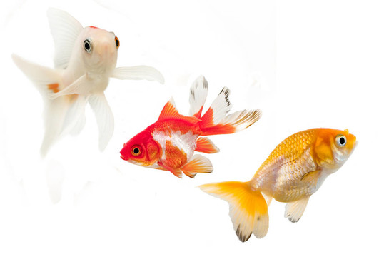 三條金魚品種