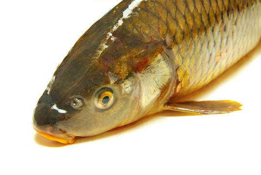 魚