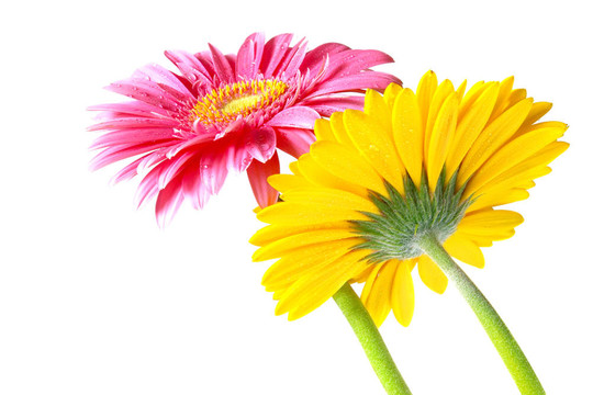 Gerber的花