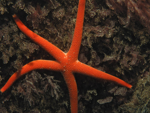 血之星（Henricia leviuscula）