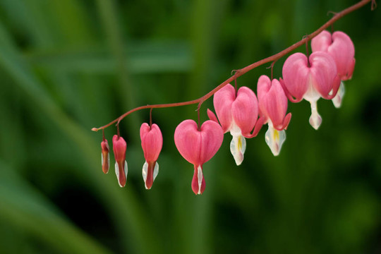 Dicentra（心臟出血）