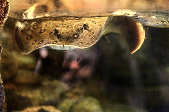 黃貂魚
