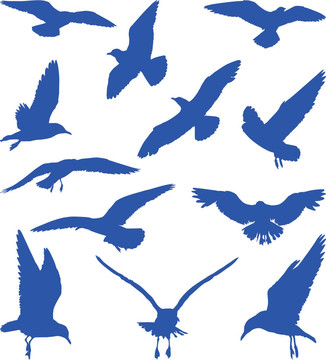 鳥(niǎo)兒在藍(lán)色的剪影的海鷗；