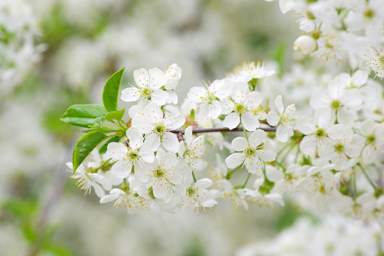 花