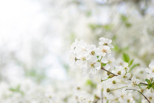 春暖花開