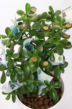 金錢樹的植物