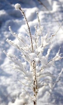 雪覆蓋的樹枝