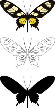 蝴蝶