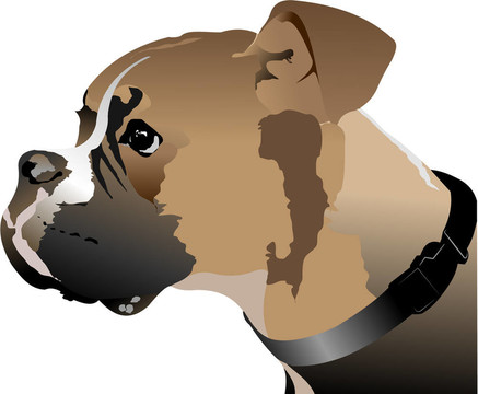 拳師犬頭。插畫