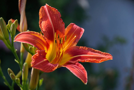 黃花菜09