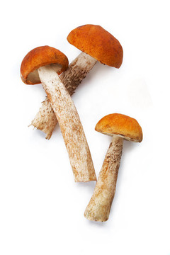 三蘑菇