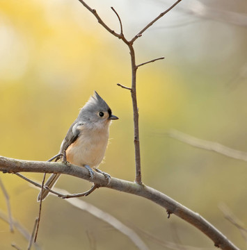 簇山雀（Baeolophus bicolor）