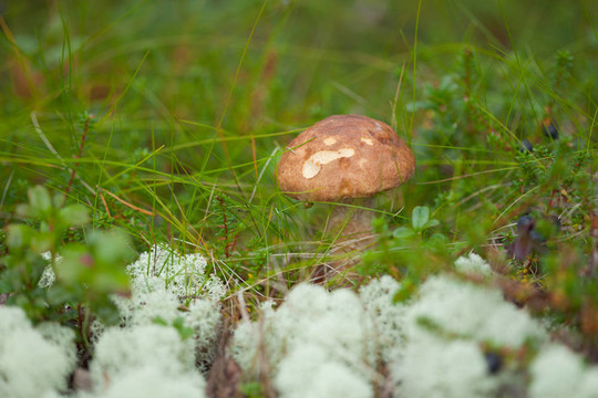 褐疣柄草和苔蘚之間