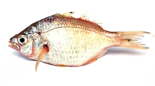 熱帶魚