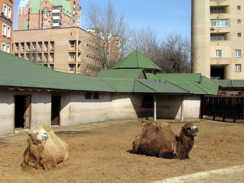 兩駱駝