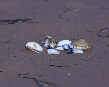 海貝殼
