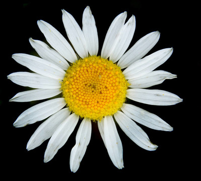白色的花