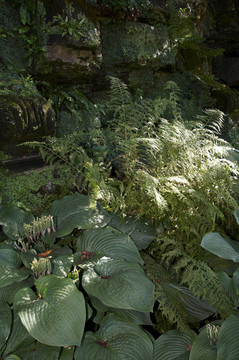 綠蔭花園