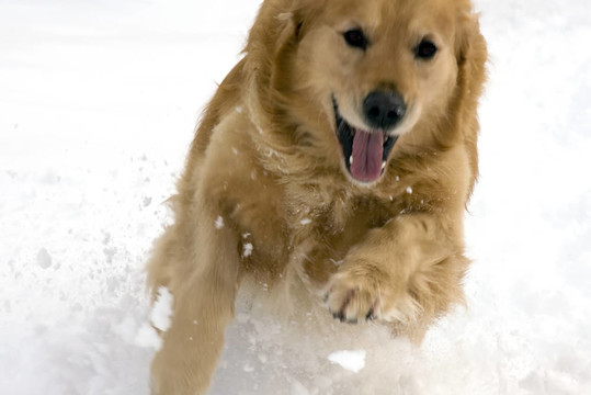狗在雪中