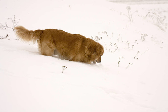 狗在雪中
