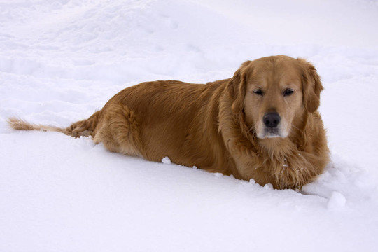 狗在雪中