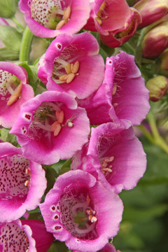 Digitalis Purpurea（或紫色毛地黃；女士的手套）