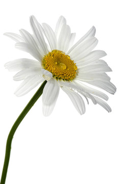 白上白花