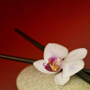 蘭花