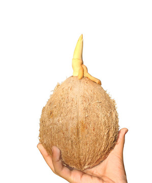 椰子苗