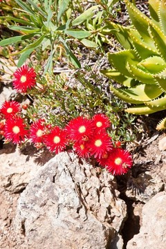 仙人掌花園