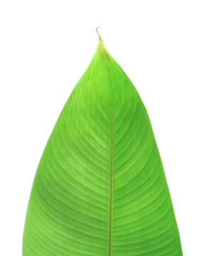 綠色的葉子