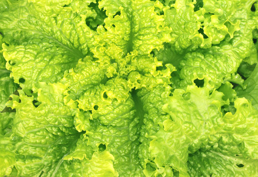 生菜