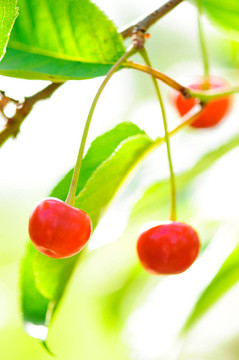 櫻桃樹