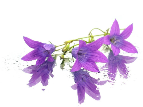 紫色的花