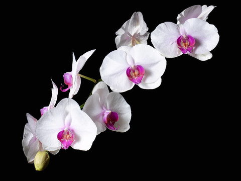 蘭花花