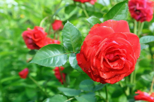 花園玫瑰