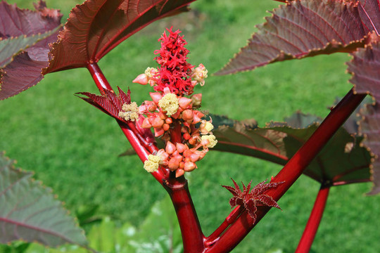 蓖麻在花園的花