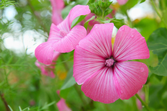 Flower Lavatera trimestris在花園里