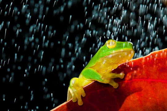 綠樹蛙坐在紅葉雨中